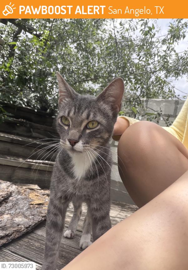 Found/Stray Male Cat last seen By the goodfellow airforce base, San Angelo, TX 76905