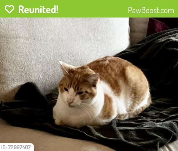 Reunited Male Cat last seen Holly Street  & 2nd Ave, Confluence Park, Issaquah, WA 98027