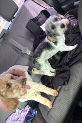 Reunited Female Dog last seen Smokerise , Mobile, AL 36695