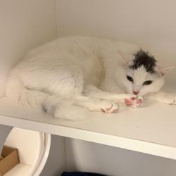 Shelter Stray Female Cat last seen , Animal Care & Control Team of Philly, 111 W Hunting Park Ave, Philadelphia, PA 19140, USA