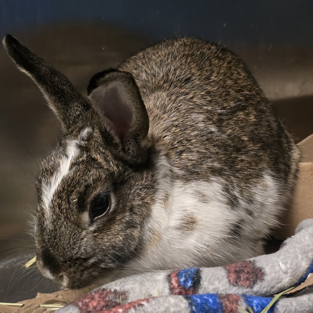 Shelter Stray Unknown Rabbit last seen , Animal Care & Control Team of Philly, 111 W Hunting Park Ave, Philadelphia, PA 19140, USA