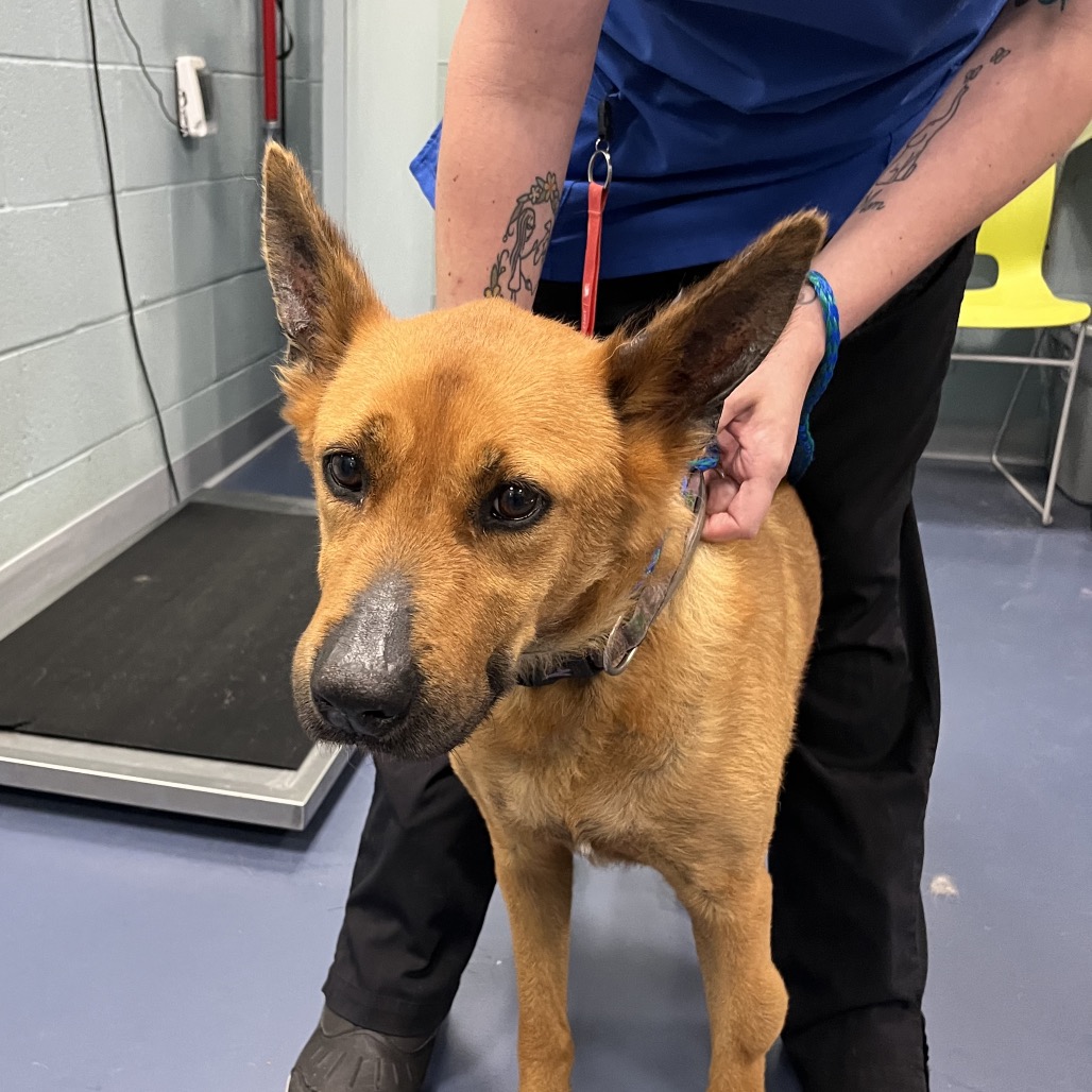 Shelter Stray Female Dog last seen , 980 Guilford College Rd, Greensboro, NC 27409, USA