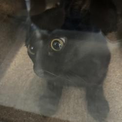 Shelter Stray Male Cat last seen , 980 Guilford College Rd, Greensboro, NC 27409, USA