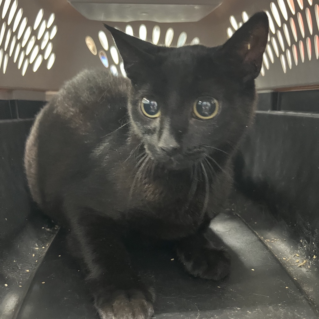 Shelter Stray Female Cat last seen , 980 Guilford College Rd, Greensboro, NC 27409, USA