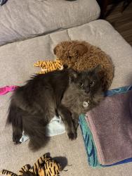 Lost Male Cat last seen North elementary, Leander, TX 78641