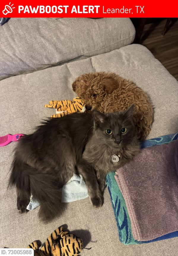 Lost Male Cat last seen North elementary, Leander, TX 78641
