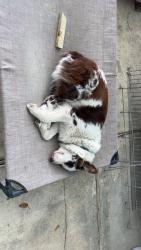 Reunited Female Dog last seen Near and Cutten , Houston, TX 77066