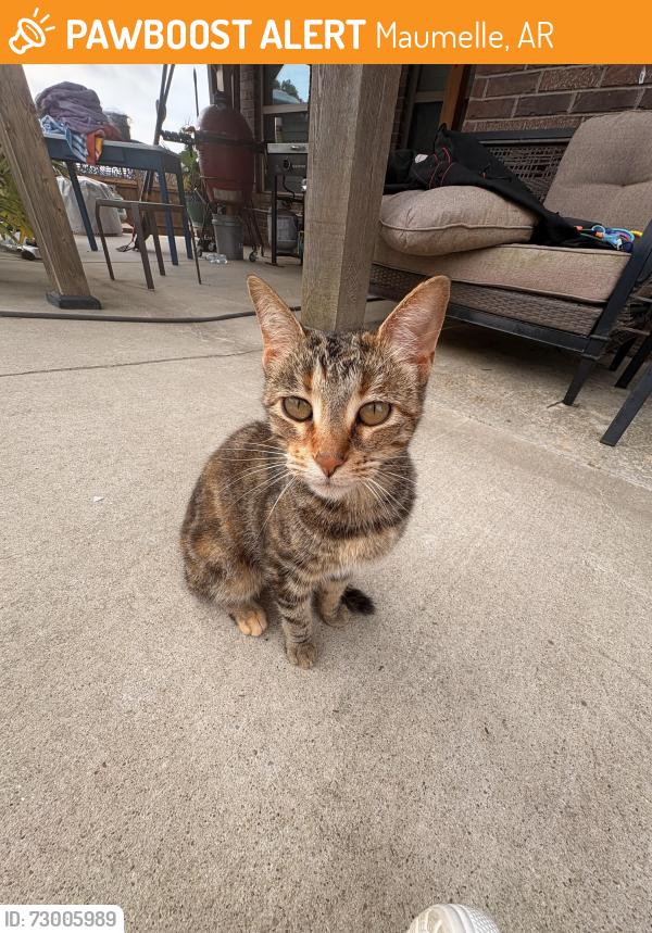 Found/Stray Female Cat last seen Near the Maumelle Diamond Ball fields , Maumelle, AR 72113