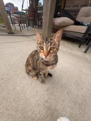 Found/Stray Female Cat last seen Near the Maumelle Diamond Ball fields , Maumelle, AR 72113