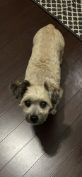 Reunited Male Dog last seen Drake St and Windsor Ave, Windsor, CT 06095
