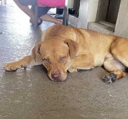Found/Stray Male Dog last seen South Pointe apmts, Miami, FL 33157