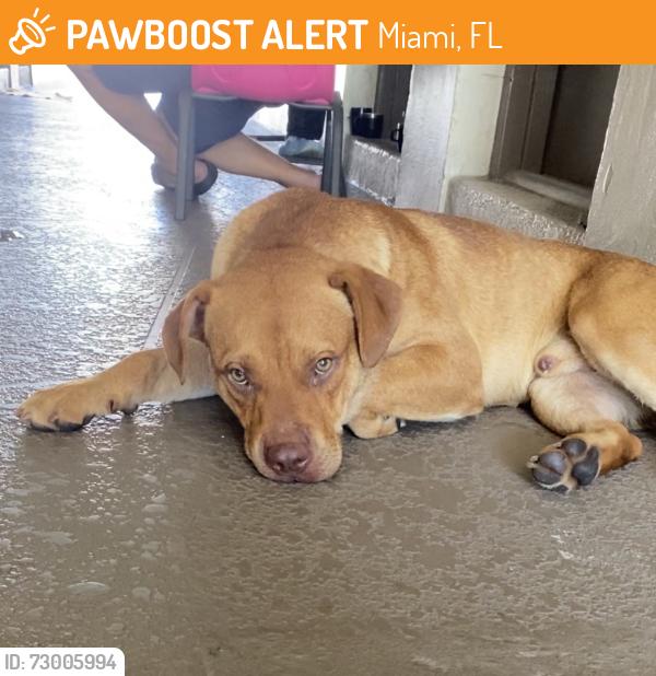 Found/Stray Male Dog last seen South Pointe apmts, Miami, FL 33157