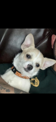 Lost Male Dog last seen JP Elder Middle School , Fort Worth, TX 76164