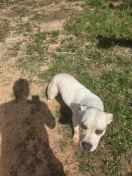 Found/Stray Female Dog last seen Hester Store Rd , Pickens County, SC 29640