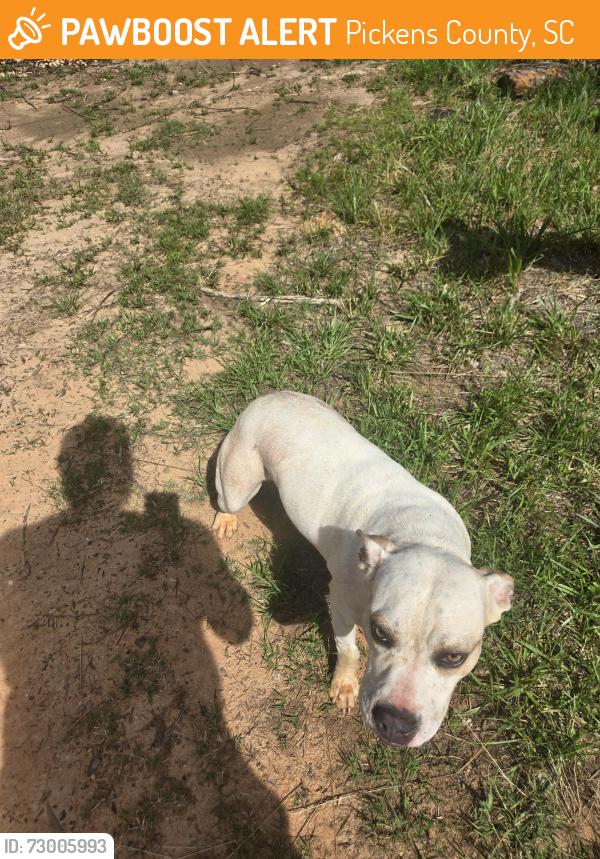 Found/Stray Female Dog last seen Hester Store Rd , Pickens County, SC 29640
