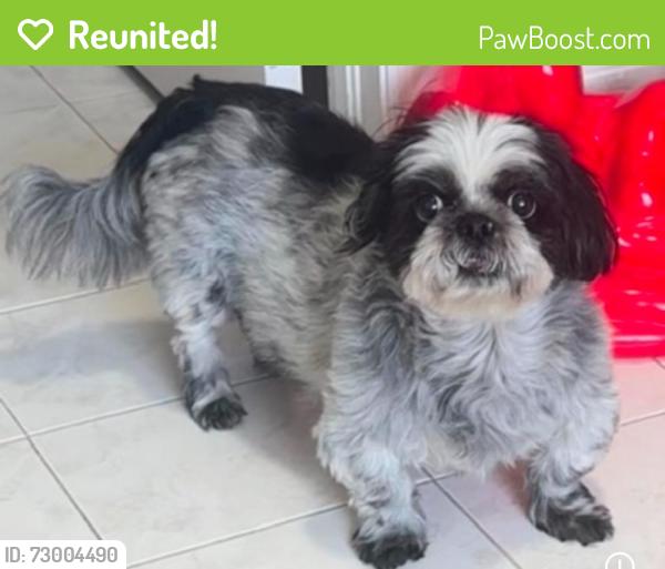 Reunited Female Dog last seen Walgreens 142nd Avenue and 26th street, Miami, FL 33175