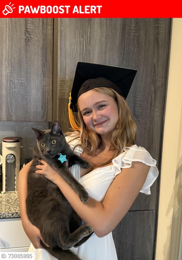 Lost Male Cat last seen Raintree Drive , Palm Beach Gardens, FL 33410