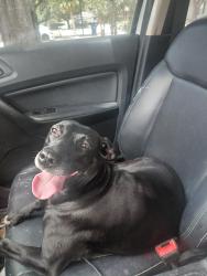 Reunited Female Dog last seen Lake picket, Orange County, FL 32826