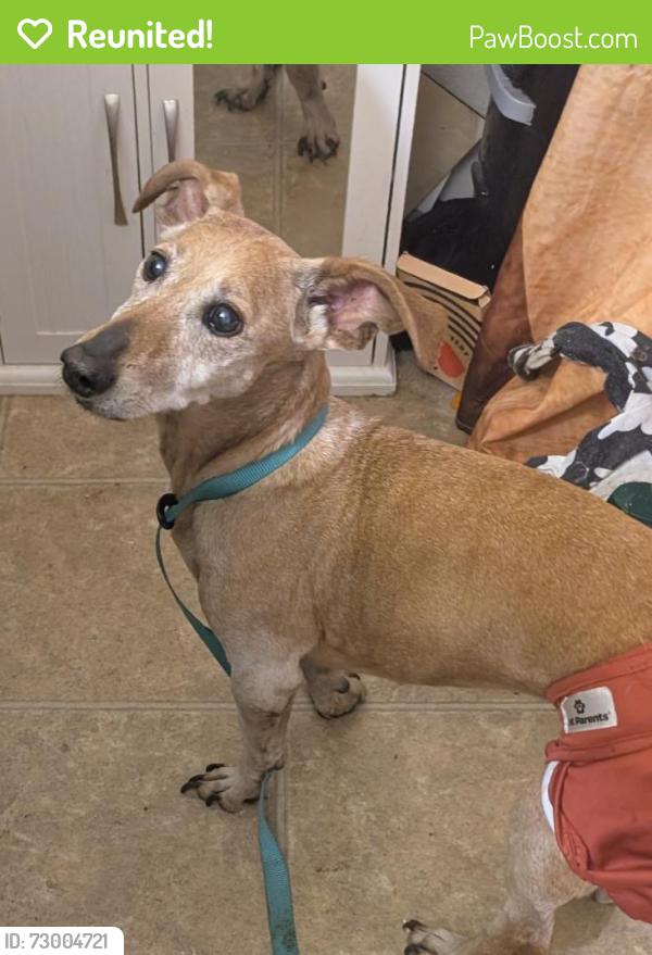 Reunited Unknown Dog last seen SE 122nd & Powell, Portland, OR 97236