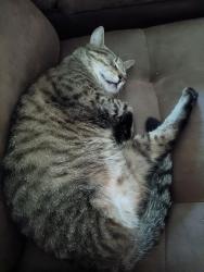 Lost Male Cat last seen Edd Burgess Rd taylorsville nc, Taylorsville, NC 28681