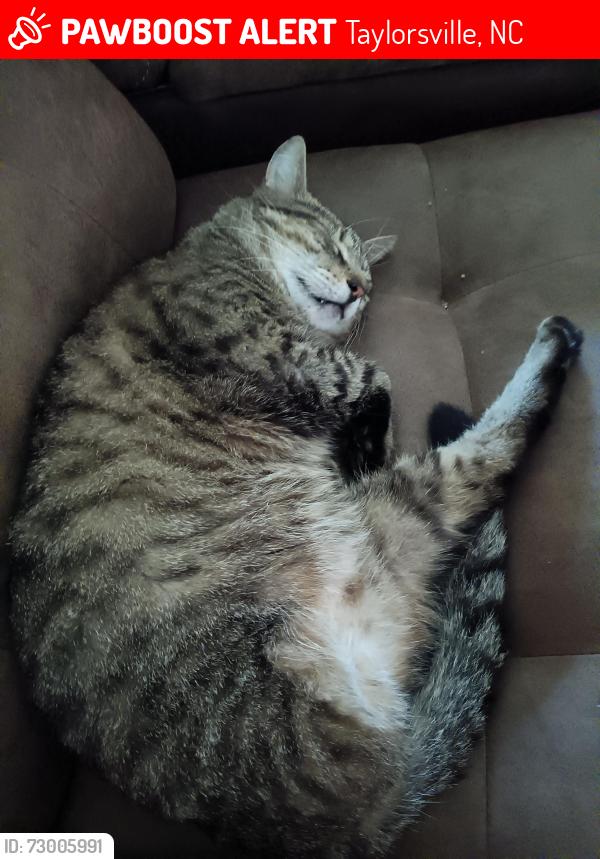 Lost Male Cat last seen Edd Burgess Rd taylorsville nc, Taylorsville, NC 28681