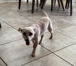 Found/Stray Male Dog last seen Stone oak/281 area, the village at stone oak neighborhood, San Antonio, TX 78258