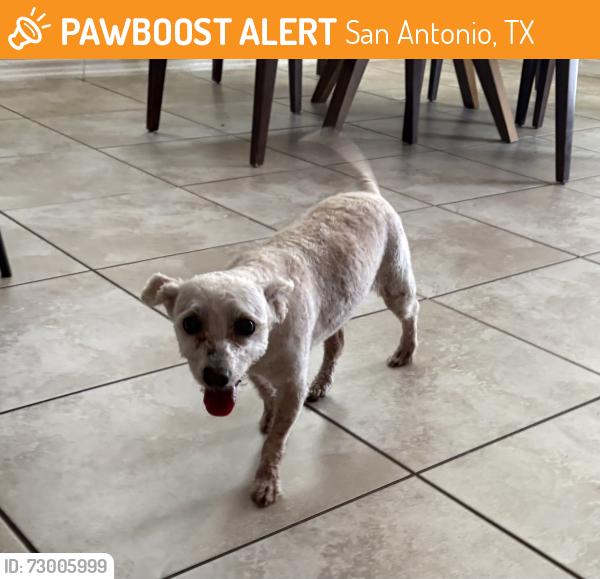 Found/Stray Male Dog last seen Stone oak/281 area, the village at stone oak neighborhood, San Antonio, TX 78258