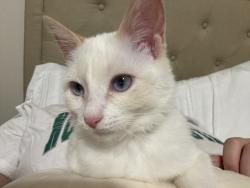Lost Female Cat last seen Tahlequah Fire Department, Tahlequah, OK 74464