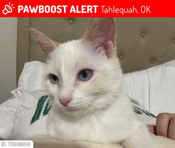 Lost Female Cat last seen Tahlequah Fire Department, Tahlequah, OK 74464