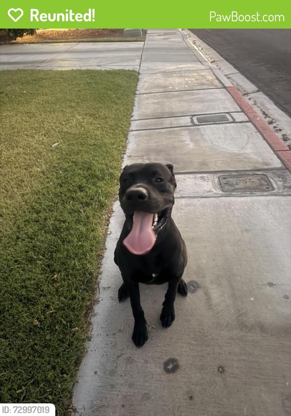 Reunited Male Dog last seen Neighborhood Behind Lied Middle School, Las Vegas, NV 89130