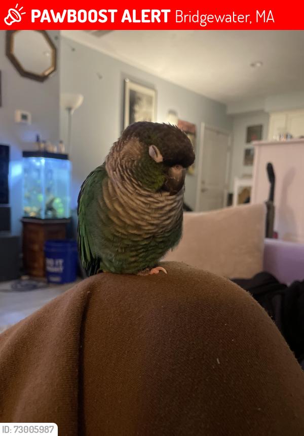 Lost Male Bird last seen Hale St, Spring St, BSU CAMPUS, Bridgewater, MA 02324