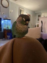 Lost Male Bird last seen Hale St, Spring St, BSU CAMPUS, Bridgewater, MA 02324