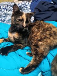 Lost Female Cat last seen Edd Burgess Rd taylorsville nc, North Carolina 16 N, NC 28654