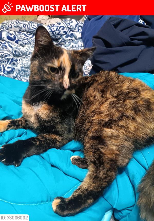 Lost Female Cat last seen Edd Burgess Rd taylorsville nc, North Carolina 16 N, NC 28654