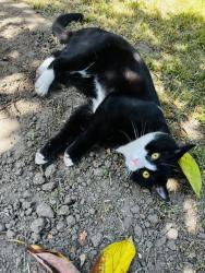 Lost Male Cat last seen Near Gardendale St Paramount ca 90723, Paramount, CA 90723