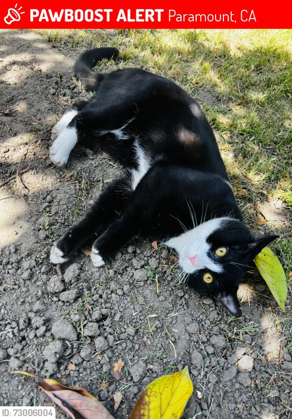 Lost Male Cat last seen Near Gardendale St Paramount ca 90723, Paramount, CA 90723