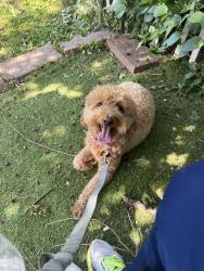 Found/Stray Female Dog last seen  Broadway in bethpage , Bethpage, NY 11714