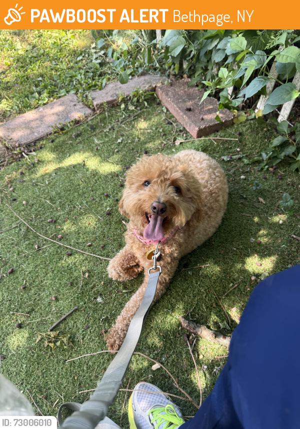 Found/Stray Female Dog last seen  Broadway in bethpage , Bethpage, NY 11714