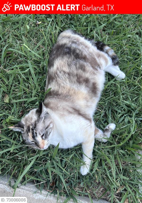 Lost Female Cat last seen Near the creek and shiloh, Garland, TX 75044