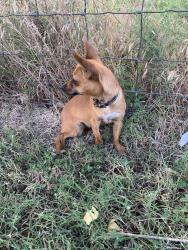 Found/Stray Female Dog last seen McPherson and forest hill everman road, Fort Worth, TX 76140