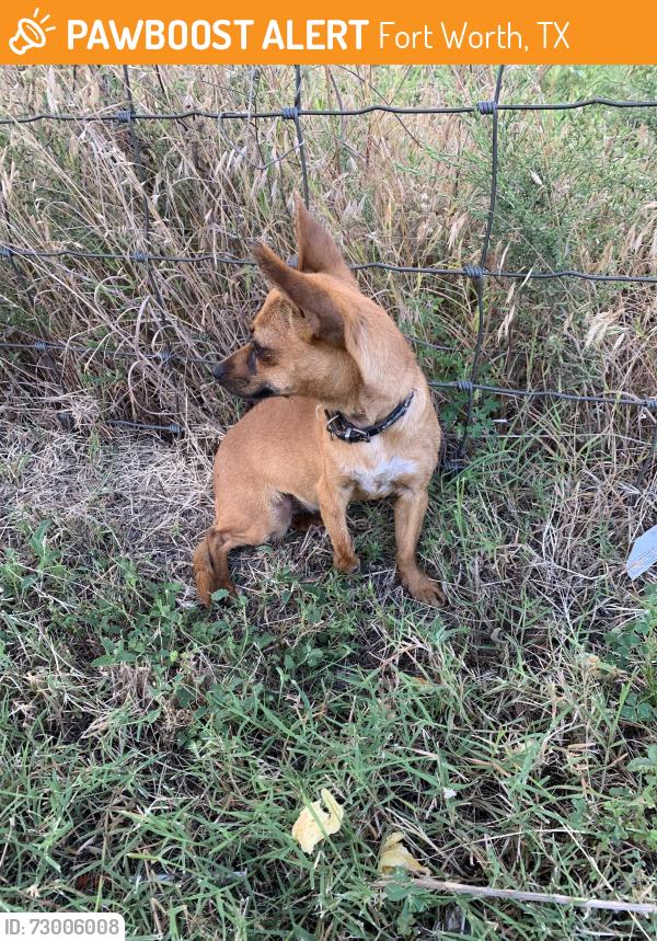 Found/Stray Female Dog last seen McPherson and forest hill everman road, Fort Worth, TX 76140