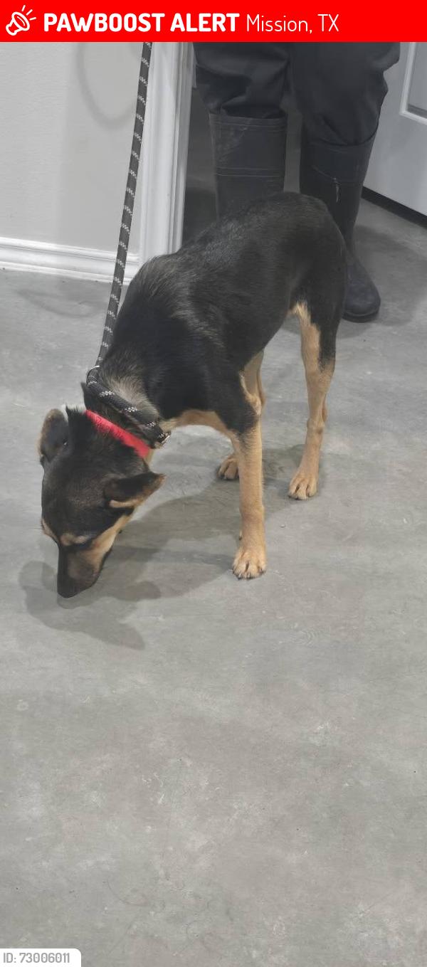 Lost Female Dog last seen francisco & 4th st mission tx, Mission, TX 78572