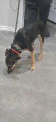 Lost Female Dog last seen francisco & 4th st mission tx, Mission, TX 78572