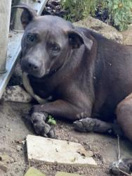 Found/Stray Unknown Dog last seen York Ave Conroe TX, Conroe, TX 77301