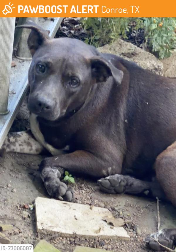 Found/Stray Unknown Dog last seen York Ave Conroe TX, Conroe, TX 77301