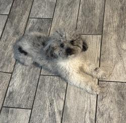 Lost Male Dog last seen Juniata section , Philadelphia, PA 19102