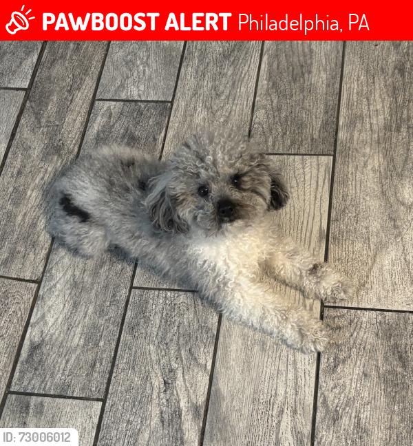 Lost Male Dog last seen Juniata section , Philadelphia, PA 19102