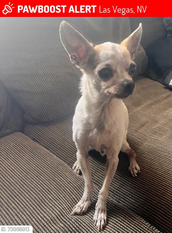 Lost Male Dog last seen Cheyenne and El Capitan , Las Vegas, NV 89129