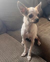 Lost Male Dog last seen Cheyenne and El Capitan , Las Vegas, NV 89129
