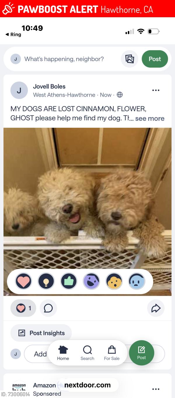 Lost Female Dog last seen 116th St. and spinning Avenue, Hawthorne, CA 90303